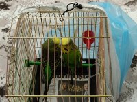 Çift şov jumbo muhabbet kuşları