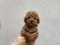 PED EĞİTİMLİ AŞILI TOY POODLE YAVRULARI