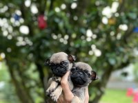 Pug Mops yavrular