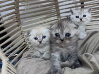British Longhair ve Scottish Shorthair bebeklerimiz