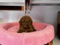 TOY POODLE BABYFACE YAVRULARIMIZ