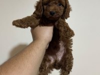 Kore Kan Poodle