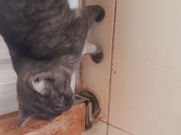 Erkek kedimiz