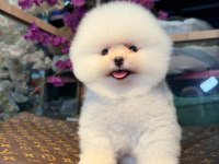 Pomeranian Boo 2 Aylık