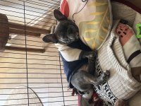 French bulldog gri blue eye