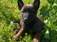 Safkan Malinois Yavrular