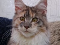 Maine coon dişi kedimiz