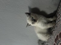 British Blue Point Kedimiz