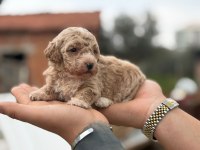 maltipoo yavrular 4 kg garantili