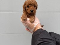 Toy poodle çokomeller