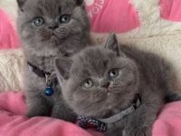 Elit Patiler Farkıyla British Shorthair Yavrular
