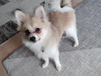 Pomeranian köpeğimiz 5 aylık