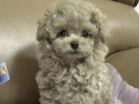 Toy Poodle Safkan