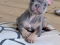 A kalite egzotik lilac tan isabella french bulldog