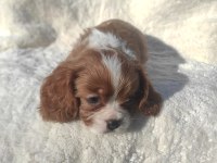 EV ORTAMINDA BÜYÜMÜŞ GARANTİLİ BEBEK CAVALİER KİNG CHARLES