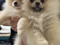 Pomeranian Boo 4.5 aylık erkek gülen surat