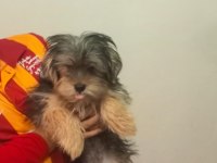 Yorkshire Terrier Oğlumuz Max