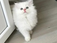 british longhair yavrular