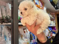 2 kg olacak morkie bebeklerim uygun