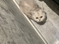 Kedimiz Mayaya yuva arıyoruz