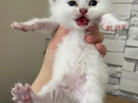 Kar topu british shorthair yavrular