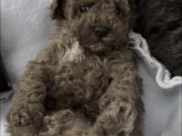 Toy Poodle Köpekleri İçin Ulaşın
