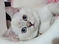 Kedim yeni sahibini arıyor kedilerimiz