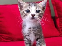 TATLI BİR YAVRU KEDİ