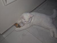 4 aylık beyaz erkek british shorthair