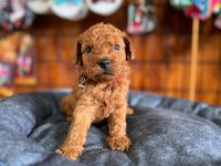 Şecereli mükemmel toy poodle yavrularımız
