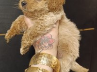 Maltipoo yavrular