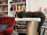 Maine coon yavru