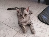 Alanya dişi british shorthair
