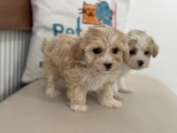 Tea Cup Kore Maltipoo Yavrular Ziyarete Açık