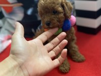 Tüy Dökmeyen Irk Poodle