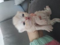 Yavru şampanya rengi yavru chinchilla