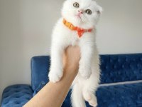 Scottish Fold White