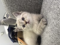 British Shorthair 2 Aylık