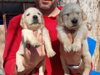 Golden Retriever Yavrularım
