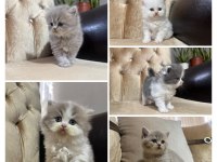 British Shorthair ve Longhair Yavrular