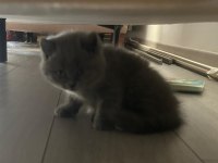 BOL YANAKLI BRITISH SHORTHAIR ERKEK