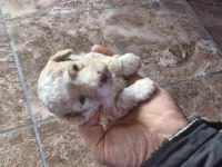 Toy poodle 2 aylık