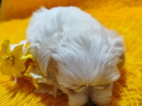 Maltese Terrier Adrese Teslim, Kapıda Ödeme Yapabilirsiniz