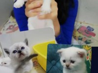 3 dişi şecereli babanın kızları point scottish fold bebekler