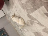 Acil sahiplendireceğiz maltese oğlumuzu