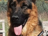 Alman Kurdu Gary torunu Nero Oğlu Manitu Von Ivelinhof
