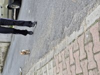 Ücretsi minyatür pinscher yavru erkek