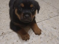45 günlük rottweiler yavrusu