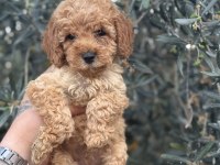 BEBEK YÜZ POODLE YAVRULARIMIZ HAZIR
