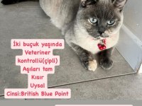 Tertemiz Pırıl Pırıl Ev Kedisi